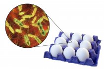 Яйця курячі і мікроскопічних зображень з бактеріями сальмонели, викликаючи Сальмонельоз. — стокове фото