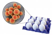 Uova di pollo in cartone e primo piano dei batteri Staphylococcus su sfondo bianco . — Foto stock