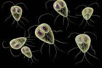Лямблій лямблій інших протозойних паразити, цифрова ілюстрація — стокове фото