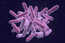 Illustration numérique des Enterobacteriaceae Gram négatif en forme de tige bactérienne . — Photo de stock