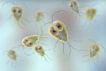 Giardia lamblia protozoan parasites, digital illustration — Stock Photo