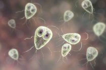 Giardia lamblia protozoan parasites, illustrazione digitale — Foto stock
