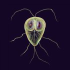 Лямблій лямблій інших протозойних паразит, цифрова ілюстрація — стокове фото