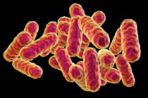 Serratia marcescens rod-shaped Gram-negative bacteria, digital illustration — Stock Photo