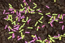 Bacterias del suelo en forma de varilla multicolor, ilustración conceptual
. - foto de stock