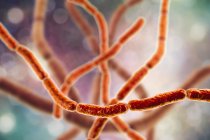 Digital illustration of chains of Streptobacillus moniliformis rat bite fever bacteria. — Stock Photo