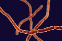 Ilustración digital de cadenas de Streptobacillus moniliformis bacteria de la fiebre de la mordedura de rata
. - foto de stock
