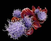 Linfociti T attivati e globuli rossi al micrografo elettronico a scansione . — Foto stock