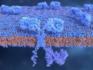 Receptor de antígeno quimérico en la membrana de la célula cerebral, ilustración
. - foto de stock