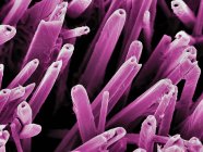 Micrographie électronique à balayage coloré des nanostructures formées à la surface de l'oxyde de vanadium par laser au dioxyde de carbone . — Photo de stock