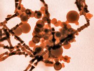Micrographie électronique à balayage coloré de nanoparticules métalliques formées par ablation laser . — Photo de stock
