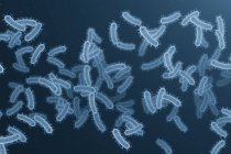 Бактерии кишечной палочки на обычном фоне, цифровая иллюстрация
. — стоковое фото