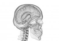 Silueta del cerebro humano y el cráneo, ilustración digital . - foto de stock