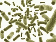 Зеленые бактерии кишечной палочки на обычном фоне, цифровая иллюстрация
. — стоковое фото