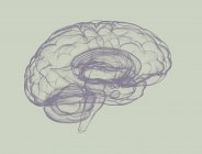 Silhouette du cerveau humain sur fond clair, illustration numérique
. — Photo de stock