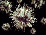 Ilustración digital de partículas de virus sobre fondo liso
. - foto de stock