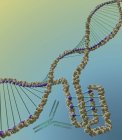 Estrutura de DNA com motivo intercalado, ilustração digital . — Fotografia de Stock