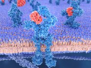 Células rojas de interleucina que se unen al receptor azul, ilustración digital
. - foto de stock