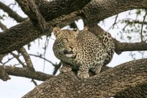 Леопард сидит на дереве в Национальном парке Серенгети, Танзания
. — стоковое фото