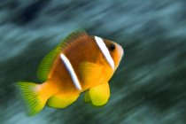 Underwater view of two-banded clownfish. — Stock Photo