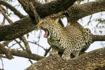 Леопард сидит на дереве в Национальном парке Серенгети, Танзания
. — стоковое фото