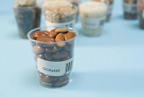 Brown beans in plastic cup for agriculture research, conceptual image. — Stock Photo