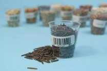 Wild rice in plastic cup for agriculture research, conceptual image. — Stock Photo