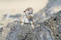 Barbary ground squirrel eating cashew nut on rocks. — Stock Photo