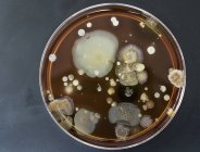 Vista superior dos micróbios que crescem na placa do ágar . — Fotografia de Stock