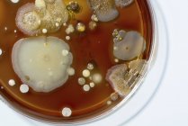 Закри мікробів і гриб росте на Агар пластини на білому тлі. — стокове фото