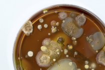 Primo piano di microbi e funghi che crescono su piastra di agar su sfondo bianco . — Foto stock