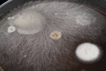 Закри мікробів і гриб росте на Агар плита. — стокове фото