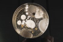 Blick von oben auf Mikroben, die auf einer Agar-Platte auf schlichtem Hintergrund wachsen. — Stockfoto