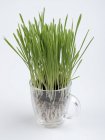 Gros plan de l'herbe à blé verte dans une tasse en plastique sur fond blanc . — Photo de stock