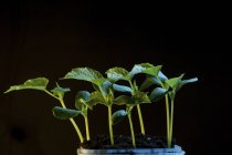 Nahaufnahme junger Pflanzensämlinge, die in Erde auf schwarzem Hintergrund wachsen. — Stockfoto