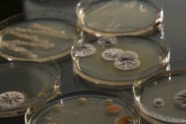 Агарні пластини зі зростаючою колонією грибів на лабораторному столі . — стокове фото