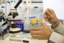 Mani maschili che prelevano campioni dalla piastra di agar per la ricerca microbiologica . — Foto stock