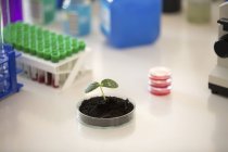 Plántulas en placa Petri para investigación vegetal, imagen conceptual . - foto de stock