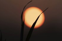 Close-up of grass silhouetted against rising sun. — Stock Photo
