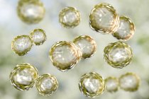 Blastomyces dermatitis fungus in yeast form, digital illustration. — Stock Photo