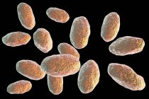 Digital artwork of colored rod-shaped Yersinia enterocolitica bacteria. — Stock Photo
