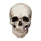 Людський череп на білому тлі, цифрова ілюстрація . — стокове фото