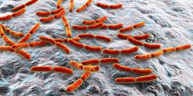Bactéries Lactobacillus colorées du microbiome de l'intestin grêle humain, illustration . — Photo de stock