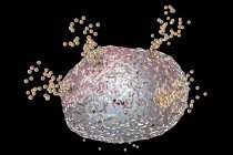 Высвобождение тучных клеток гистамина во время аллергической реакции, цифровая иллюстрация . — стоковое фото