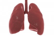 Silhueta de pulmões humanos sobre fundo branco, ilustração digital . — Fotografia de Stock