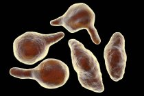 Mycoplasma genitalium parasitäre Bakterien, digitale Illustration. — Stockfoto