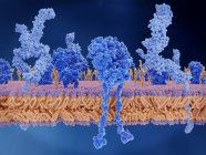 Ilustración de la membrana celular con proteínas incrustadas, moléculas y receptores de células T . - foto de stock
