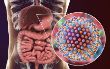 Obra de arte digital da silhueta com fígado e close-up de partículas do vírus da hepatite C . — Fotografia de Stock