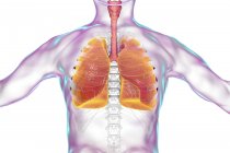 Silueta humana con pulmones detallados, ilustración digital . - foto de stock