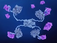 Молекулярна модель зв'язування білків рожевого мтм2 з раковим білком p53 . — стокове фото